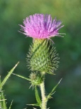 A bull thistle blooming in the front field.