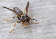 A late season wasp emerges from the cracks between out back deck stairs.