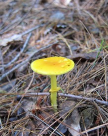 A tiny yellow mushroom (yellow patches?) growing in the woods behind the house. (Photo courtesy of Robin.)