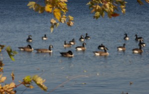 A small raft of Canada Geese bob in the water off Blanchard Beach in Burlington.