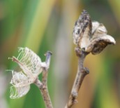 The skeletal remains of day lily seed pods
