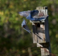 A pair of bluebirds flutter about one of our bluebird houses in the front field.