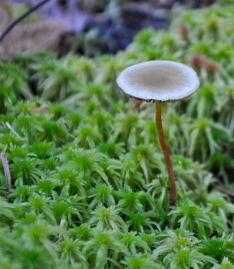 A delicate mushroom in a bed of sphagnum moss.