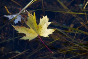 A bright maple leaf floats at the edge of Lake Champlain.