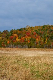 More peak color--this time from near Monkton Pond.