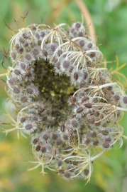 Queen Anne's Lace buttoning up for winter...