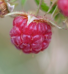 Up close with one of the last raspberries of the season. There were three and they were good...
