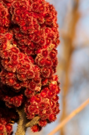 Sumac flowers in the afternoon sun...