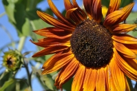 A sunflower enjoys a brief glimpse of the sun...