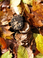 Turkey Tails and fallen leaves up in the woods...