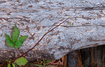 A raspberry stem reaches around a log felled and stripped by beavers.