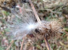 A burr tangles with a milkweed seed along East Street...