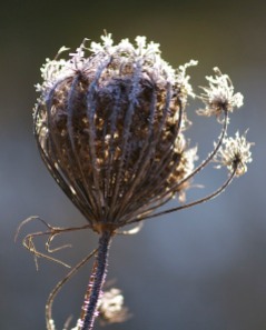 Frosty Queen Anne's Lace backlight by the morning sun.