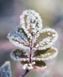 Frosted Rugosa rose leaves by the pond