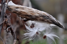 A milkweed pod releases its seeds...