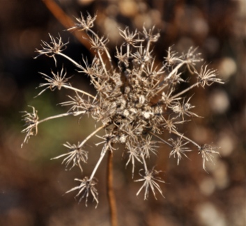 The dried remains of Queen Anne's Lace...