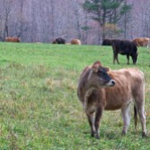 A few of the Taft's Jersey heifers enjoying the open meadow on Taft Road.