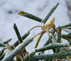 Frost-flecked rhododendron leaves curl in yesterday morning's chill