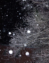 Snow falling in the birch trees by our front porch last night.