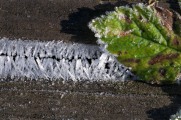 frost-goutweed