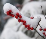 Holly berries dusted with snow beside the pond.