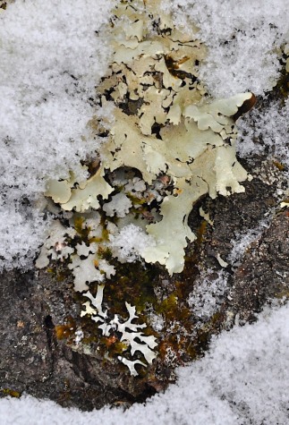 Lichens and snow on a cherry tree trunk...