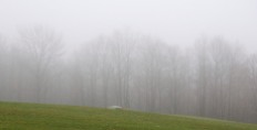 Midday fog wrapped the bare trees up along Taft Road yesterday making for a moody scene...