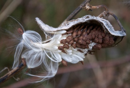 Tightly packed seeds burst from a milkweed pod...