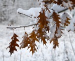 Coppery oak leaves bedecked with new-fallen snow.