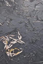 Willow leaves and early ice on the pond