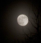 Kind of a blurry hand-held shot of last night's moonrise, but I sort of like the feel of it...