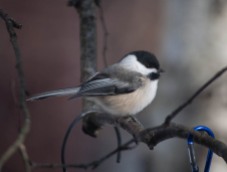 A nice portrait of a chickadee out our kitchen window.