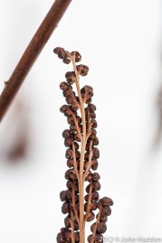 Dried fern seed pods