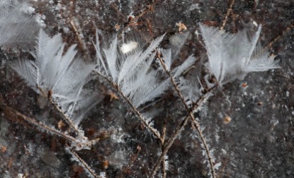 Delicate frost feathers formed yesterday morning under the hemlock tree in our side yard.