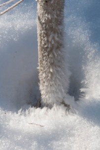 A frosty stem pokes up through the snow...