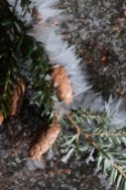 A fallen hemlock twig bedecked with frost