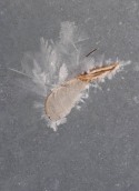 A maple seed "helicopter" frosted on the ice of our pond.