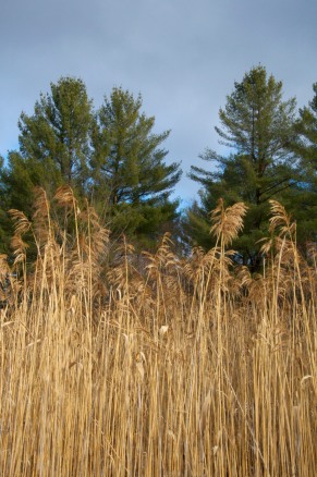 Common reeds and white pines catch a shot of afternoon sunlight on Monday.