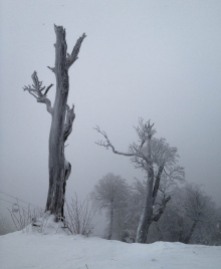 Rimed trees at the top of the Mad River Glen double chair yesterday.