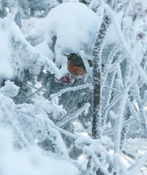 A very chilly robin feeding on mountain ash berries up off of Chute at Mad River Glen on Sunday. The temperature was around -4 at the time, and there were several robins eating and trying to keep warm.