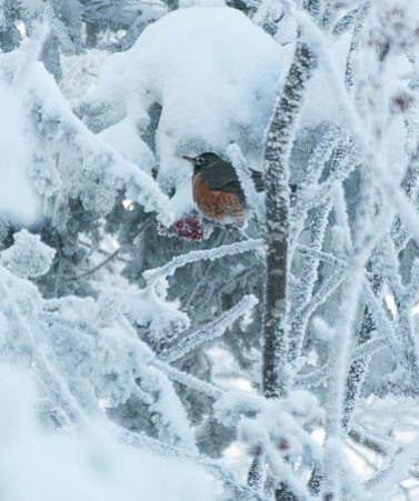A very chilly robin feeding on mountain ash berries up off of Chute at Mad River Glen on Sunday. The temperature was around -4 at the time and there were several robins eating and trying to keep warm.