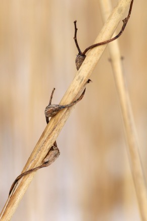A delicate dried vine twists around a common reed across Fargo Brook.