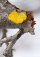 A dab of Witches' Butter on a broken apple branch in the field across the road.
