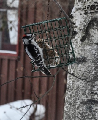 A downy woodpecker visits our suet feeder.