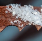 Fluffy snow on an old bandsaw blade that's part of one of our sculptures out in the garden.