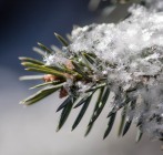 Fluffy flakes on spruce...