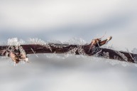 One more from a series taken the other day. I particularly like the spiral nature of the frost crystals as they twist up the twig.