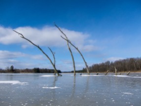 Another shot from Dead Creek: skeletal branches in the ice...