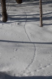 Jumping mouse tracks head off into the woods...