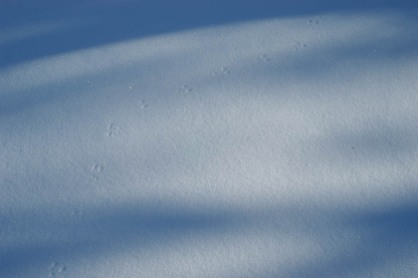 Some more minimalism: jumping mouse tracks in the snow...